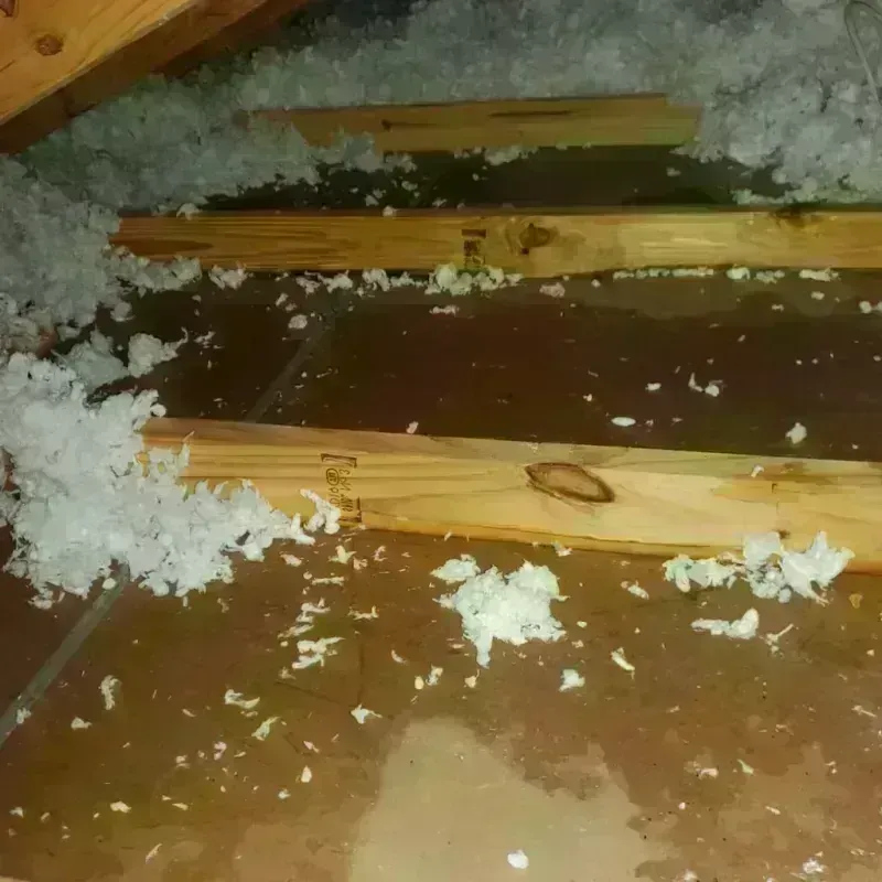 Attic Water Damage in Worth, IL