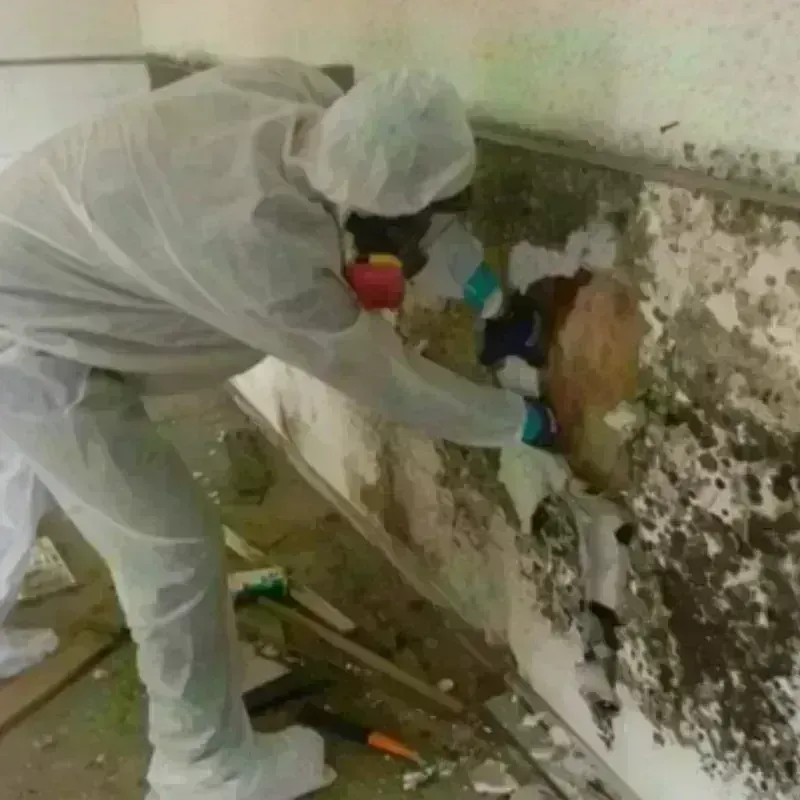 Mold Remediation and Removal in Worth, IL